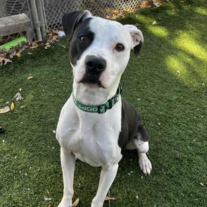 Joker, Pit Bull Terrier, young, available for adoption