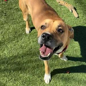 A happy-looking brown dog with its mouth open and tongue out, standing on a patch of artificial grass.