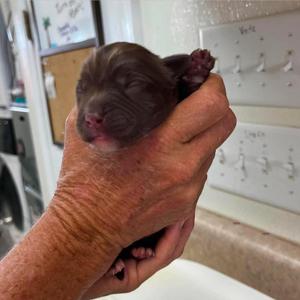 Hera, Terrier, puppy, available for adoption
