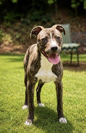 Betty, Boxer / Mixed Breed, adult, available for adoption