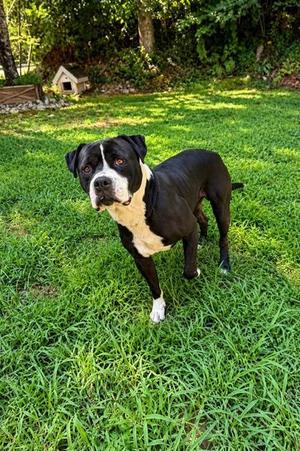 Goober, American Staffordshire Terrier / Mixed Breed, adult, available for adoption