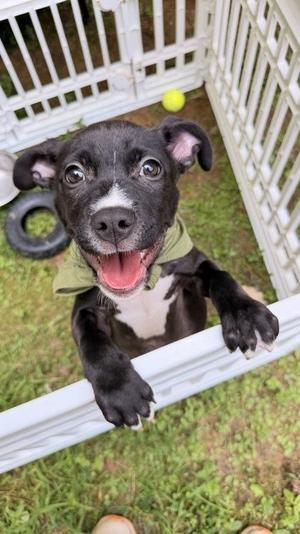 Waylon, Terrier / Mixed Breed, puppy, available for adoption