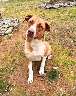A brown and white dog sitting on the ground, looking up with its ears perked up.