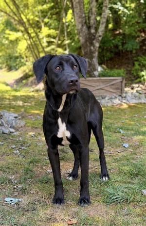 Bruce, Labrador Retriever / Mixed Breed, adult, available for adoption