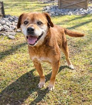 Sasha, Terrier / Mixed Breed, senior, available for adoption