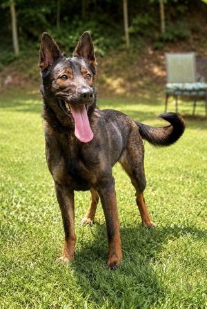 Coco, Belgian Shepherd / Malinois / Mixed Breed, adult, available for adoption