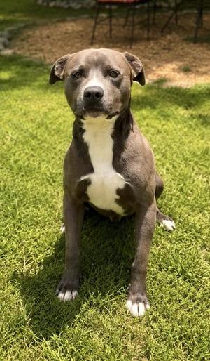 Lucky, American Staffordshire Terrier / Mixed Breed, adult, available for adoption