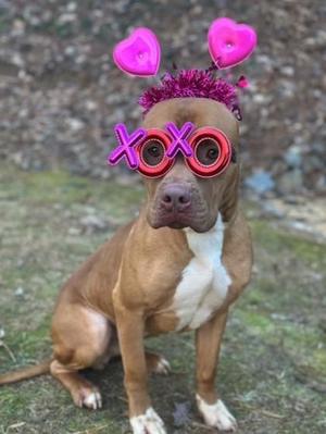 A brown and white dog wearing pink heart-shaped glasses and a pink heart headband.