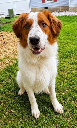 Brittany, English Setter / Mixed Breed, adult, available for adoption