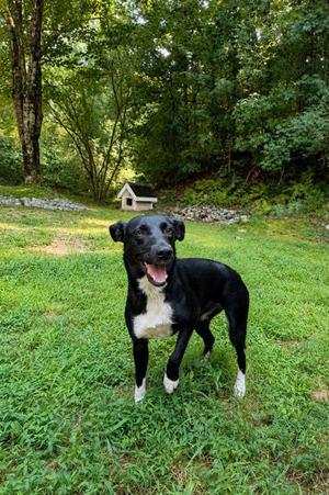 Fig, Mountain Cur / Mixed Breed, adult, available for adoption