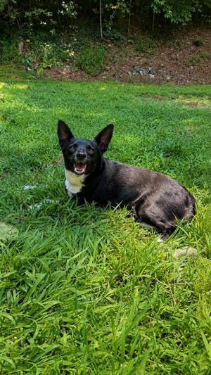 Cricket, Mountain Cur / Mixed Breed, adult, available for adoption