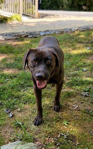 Gill, Labrador Retriever / Mixed Breed, adult, available for adoption