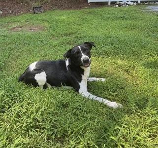 A black and white dog lying on a grassy lawn.