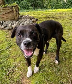 Boots, Boxer / Mixed Breed, adult, available for adoption