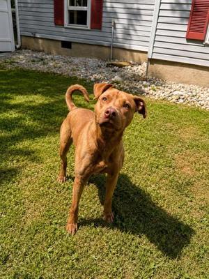 Chaco, American Staffordshire Terrier / Mixed Breed, adult, available for adoption