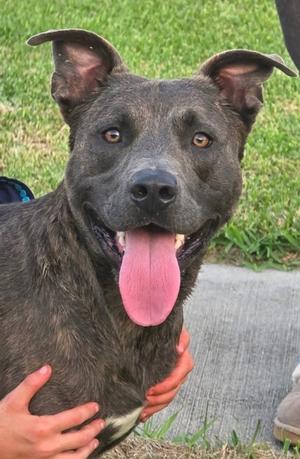Tucker, Mixed Breed, available for adoption