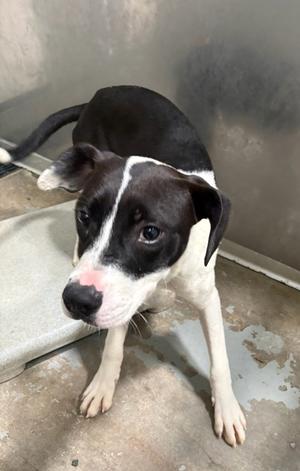 Poe, Mixed Breed, young, available for adoption