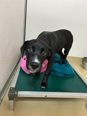 Lady, Mixed Breed, puppy, available for adoption