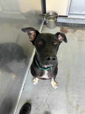 black dog with white paws and a green collar looking up at the camera