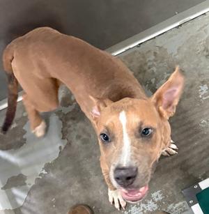 A brown dog with a white stripe on its face, standing on a concrete floor and looking up at the camera.