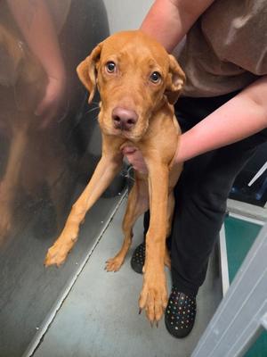 Remie, Mixed Breed, young, available for adoption