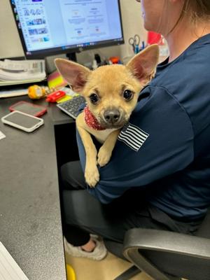 Judy, Chihuahua - Smooth Coated Mix, available for adoption