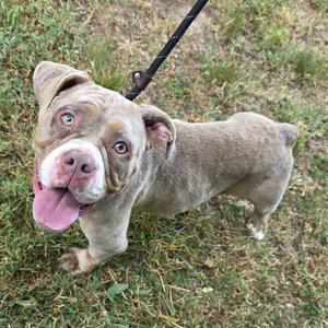 A light-colored bulldog with brown patches and light eyes on a leash outdoors in the grass.
