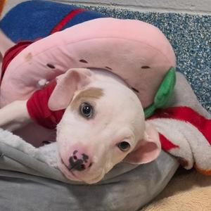 Roo, Mixed Breed, young, available for adoption