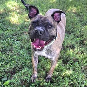 A brindle-colored dog with a black muzzle and ears, standing on grass with its mouth open in a happy expression.
