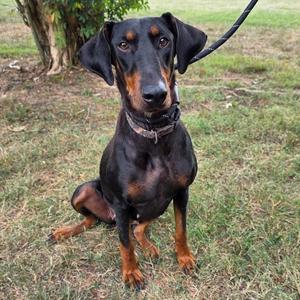 A black and tan Doberman Pinscher dog sitting on grass, wearing a collar and leash, looking directly at the camera.