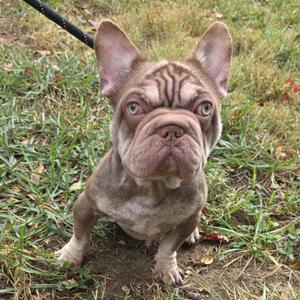 a brown French bulldog sitting on grass