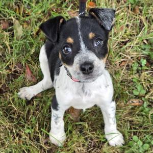 Harley, Mixed Breed, young, available for adoption