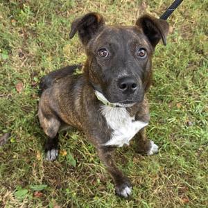A brown and white dog with a black leash, standing on grass and looking up at the camera.