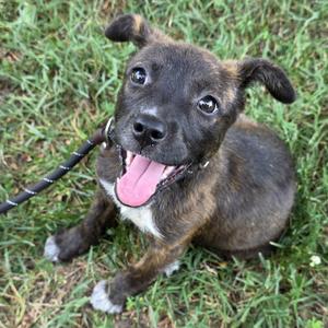 A happy brindle puppy with a white chest and paws looking up at the camera while sitting in the grass.