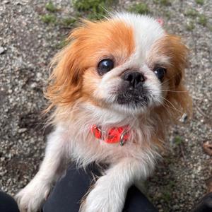 Ringo, Mixed Breed, adult, available for adoption