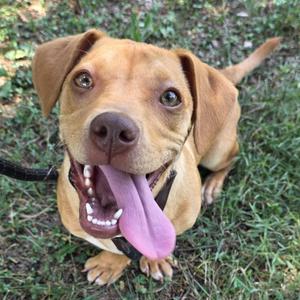 A happy tan dog with its tongue sticking out, sitting on the grass.