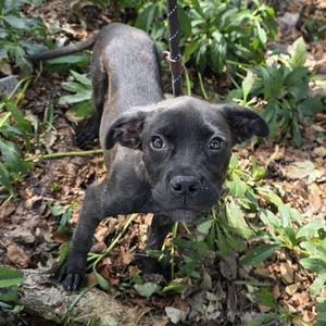 Darcy, Mixed Breed, young, available for adoption