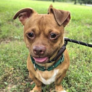 A small brown dog with floppy ears and a green collar, standing on grass.