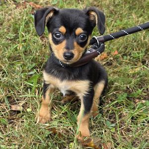 Michelle, Mixed Breed, young, available for adoption
