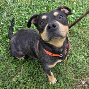Bam Bam, Mixed Breed, adult, available for adoption