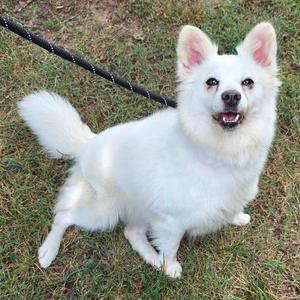 Princess, Mixed Breed, adult, available for adoption