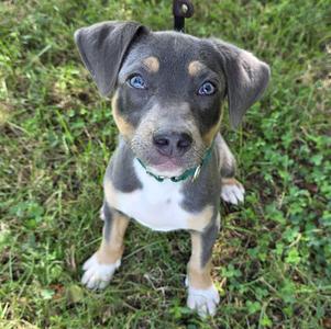 A black and tan puppy with blue eyes sitting on grass.