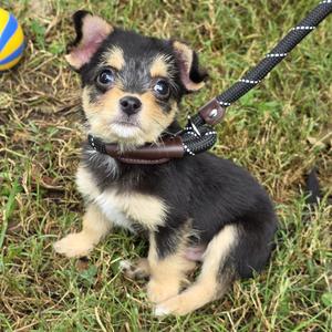 Biggie, Mixed Breed, young, available for adoption