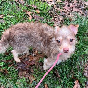 Bug, Shih Tzu, adult, available for adoption