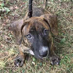a brindle puppy with floppy ears sitting on grass