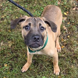 Johnny, Mixed Breed, young, available for adoption