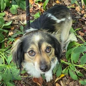 Shaggy, Mixed Breed, adult, available for adoption
