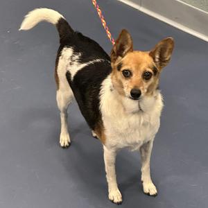 Pearl, Chihuahua / Mixed Breed, adult, available for adoption