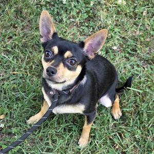 A small, black and tan Chihuahua mix standing in green grass, looking up at the camera while on a leash.