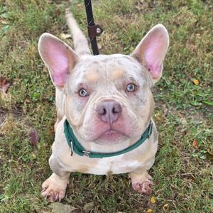 A light-colored French Bulldog with pink ears and blue eyes, wearing a green collar and a black leash, standing on grass.